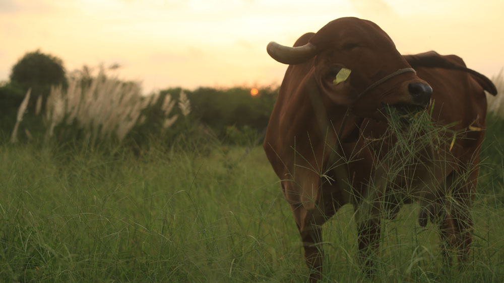 Award winning bull