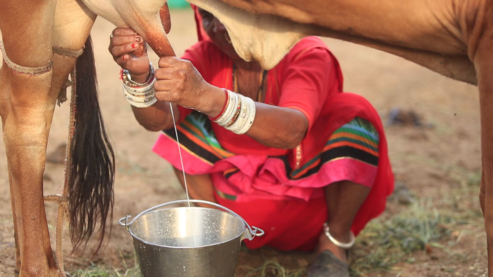 Benefits of A2 Gir Cow milk