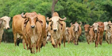 gircow